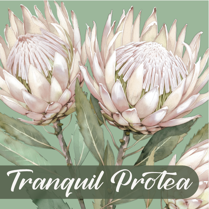 TRANQUIL PROTEA