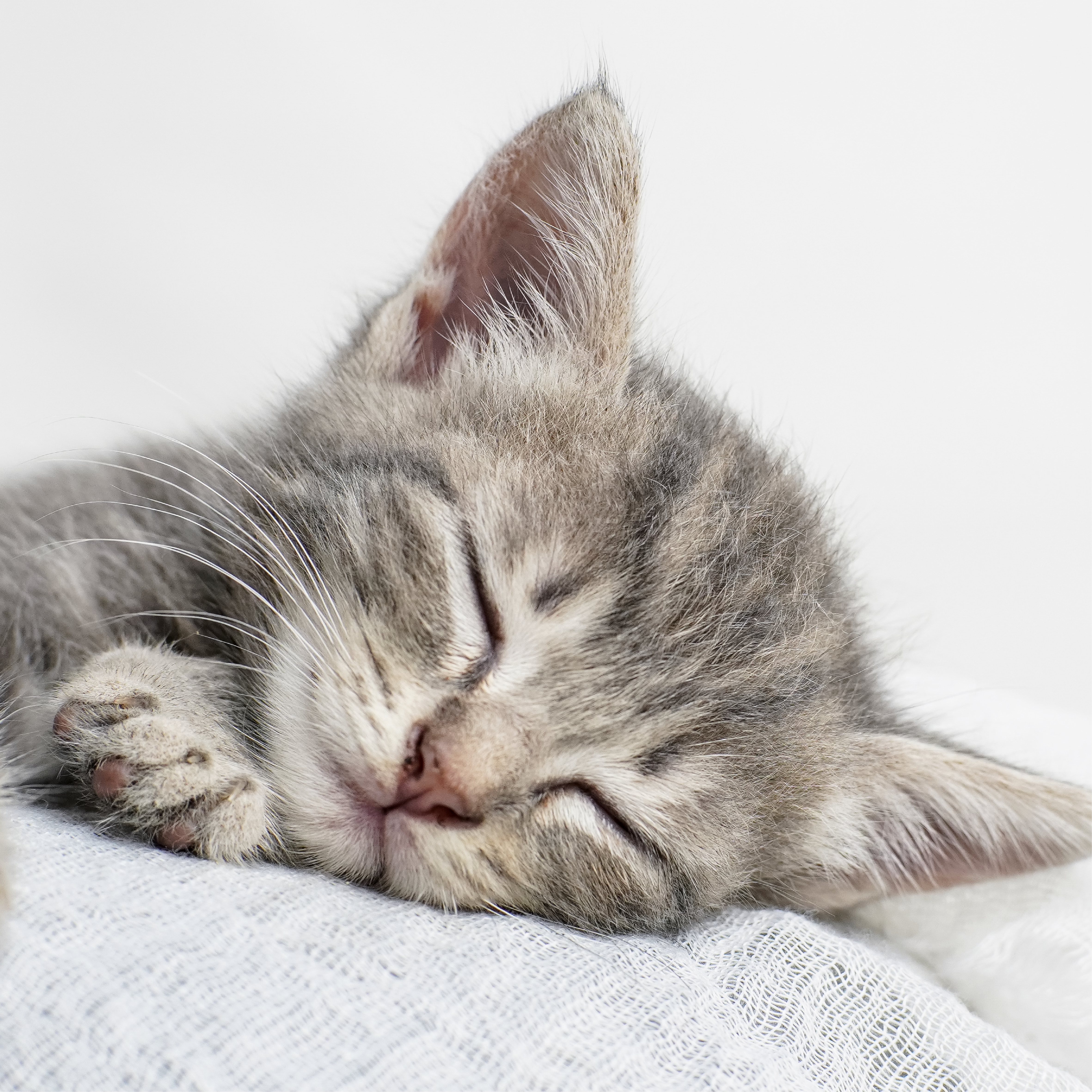 GREY KITTEN