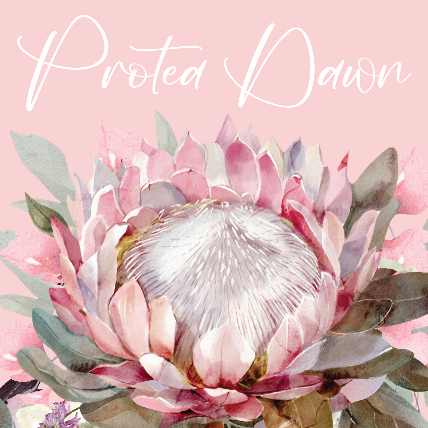 PROTEA DAWN