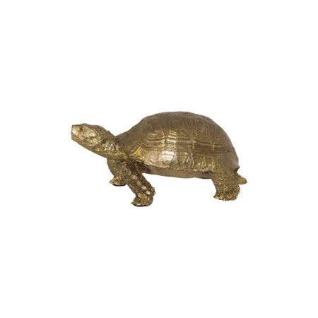 GOLD TORTOISE